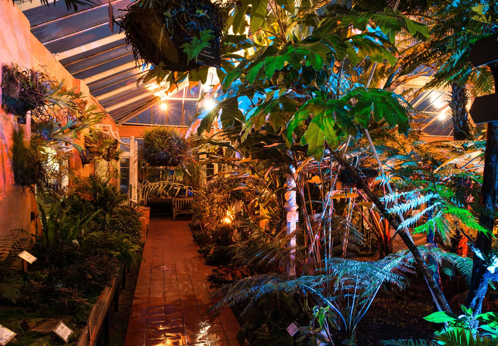 indoor garden plants