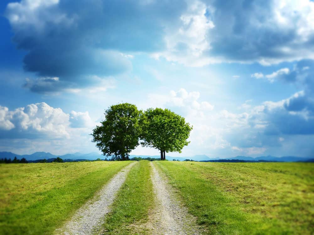 carbon neutral